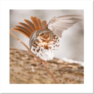 Fox Sparrow with tail feathers fanned out Posters and Art